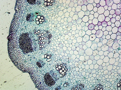 Lavender Stem; Typical Dicot Stem; Cross Section by Go Science Crazy