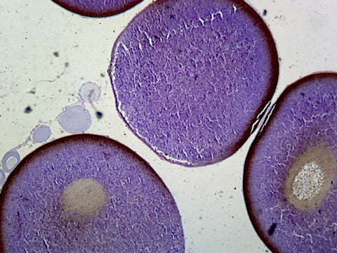Frog Ovary; Section; H&E Stain by Go Science Crazy