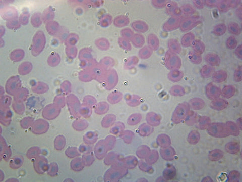 Fish Blood; Smear by Go Science Crazy