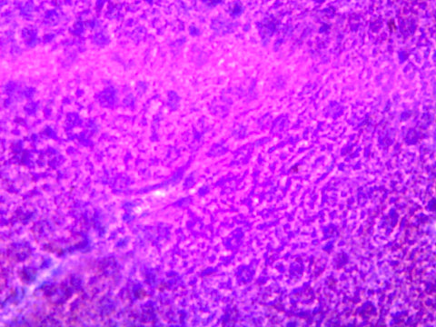 GSC International PS0200 Liver, Human; Showing Hepatic Cells; Section; H&E Stain