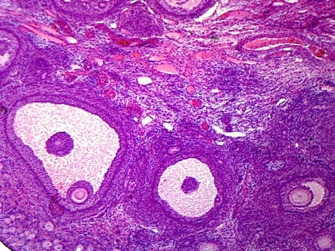 GSC International PS0282 Mature Ovary, Mammalian; Showing General Structures; Section; M Stain