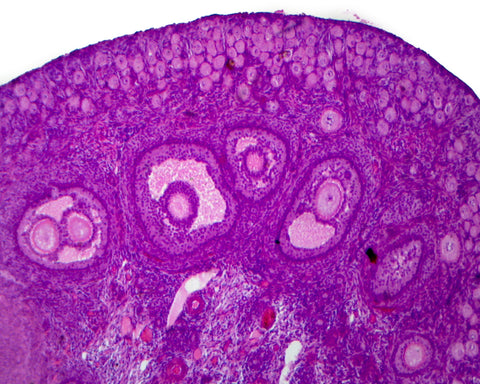 Immature Ovary, Mammalian; Showing Primary Follicles; Section by Go Science Crazy