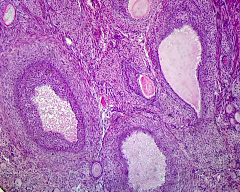 Ovarian Follicles, Mammalian; Section by Go Science Crazy