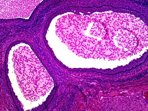 Uterus in Follicular Phase, Human; Showing Early or Late Phase; Section by Go Science Crazy