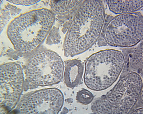 Seminal Vesicle, Mammalian; Section; H&E Stain by Go Science Crazy