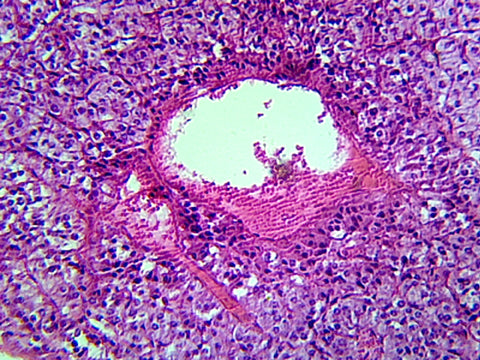 GSC International PS0218 Adrenal Glands, Mammalian; Showing Cortex and Medulla; Section