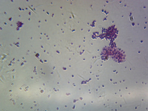 GSC International PS0352 Neisseria (Gram-Negative) and Enterococcus (Gram-Positive); Smear