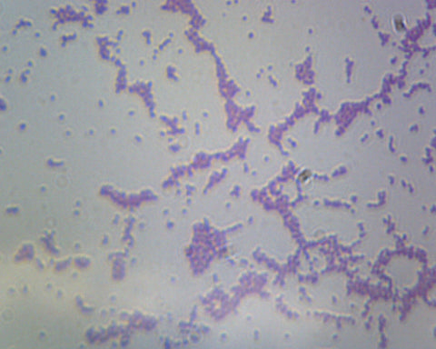 GSC International PS0442 Bacillus; Smear; Gram-Negative