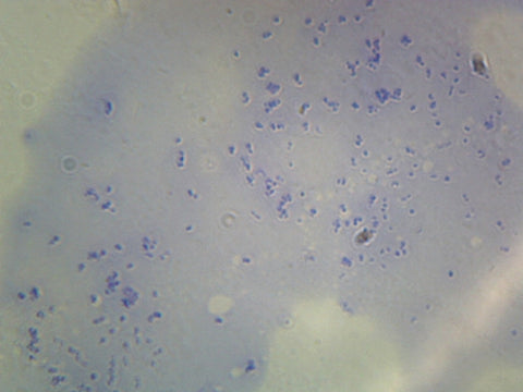 Lactobacillus Acidophilus, Rod-Shaped; Smear; Gram-Positive by Go Science Crazy