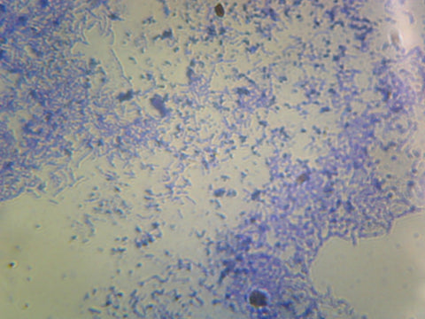 Lactobacillus Casei, Lactic Acid Producer; Smear; Gram-Positive by Go Science Crazy