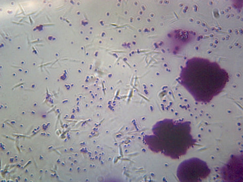 Bacteria from Human Mouth, Showing Different Types; Smear by Go Science Crazy