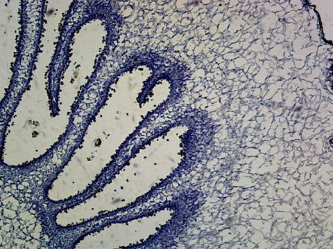 Coprinus Mushroom Anatomy (Basidiomycetes); Cross Section by Go Science Crazy