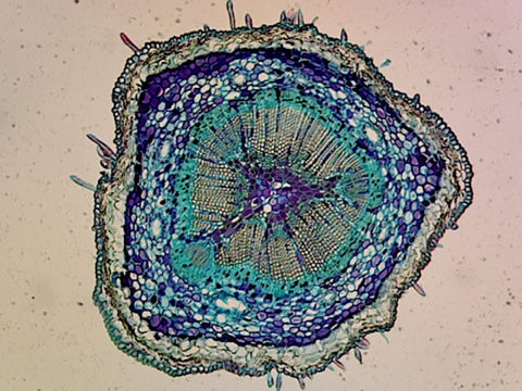 GSC International PS0070 Pine (Gymnosperms) Ovulate Cone; Showing Axis Cone With Ovuliferous Scales and Bracts; Longitudinal Section
