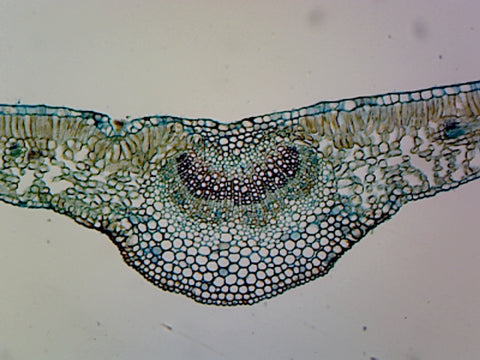 GSC International PS0079 Prepared Microscope Slide with Specimen of Ligustrum Leaf; Showing Typical Mesophytic Dicot Leaf, C.S.  For Biology Education.