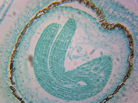 Capsella Embryo, Later Cotyledon Stage; Longitudinal Section by Go Science Crazy
