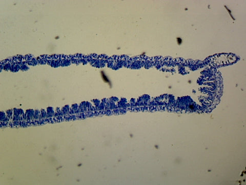 Hydra; Longitudinal Section; H&E Stain by Go Science Crazy