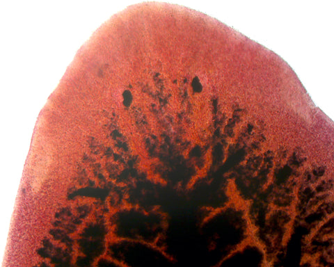GSC International PS0430 Planaria (Carbon-Fed), Showing Branches and Diverticula of Digestive System; Whole-mount