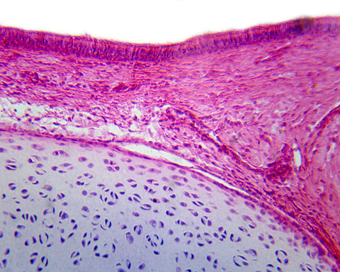 Ciliated Pseudostratified Columnar Epithelium from Respiratory Tissue, Mammalian; Section; H&E Stain by Go Science Crazy