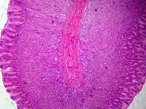 Fundic Region of Stomach; Mammalian; Showing General Structures of Tubular Gastric Glands; Cross Section by Go Science Crazy