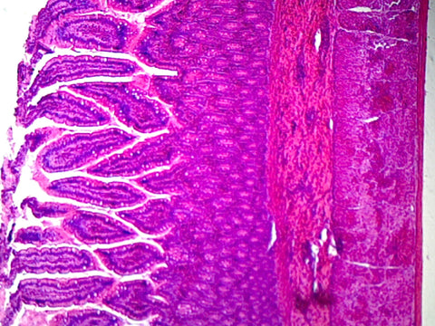 GSC International PS0162 Smooth Muscle, Mammalian; Showing Smooth Fibers; Cross Section and Longitudinal Section