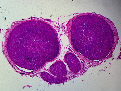Myelinated Peripheral Nerve, Mammalian; Cross Section by Go Science Crazy