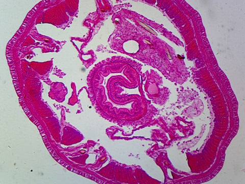 Earthworm (Anellids); Cross Section by Go Science Crazy