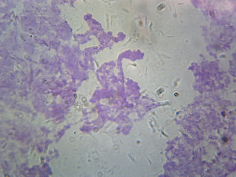 GSC International PS0202 Chromosomes, Drosophila Melanogaster; Smear from Salivary Glands