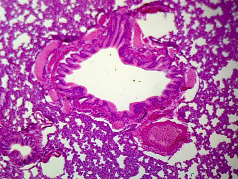 GSC International PS0143 Lung Section