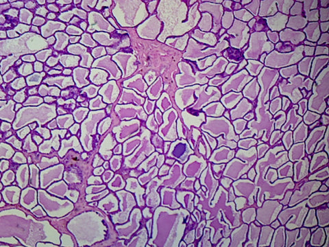 Active Mammary Gland; Section; H&E Stain by Go Science Crazy