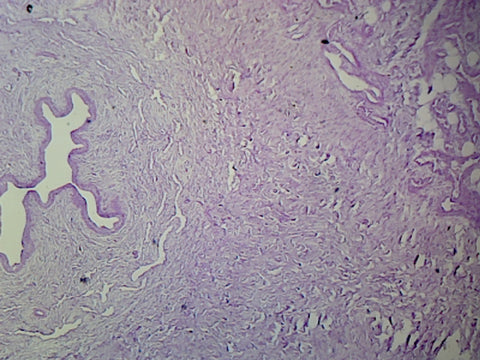 GSC International PS0277 Penis, Mammalian; Showing Urethra and Corpora Cavernosa; Cross Section; H&E Stain
