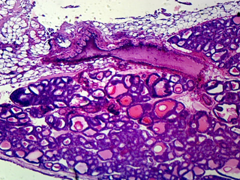 Umbilical Cord, Mammalian; Example of Simple Cuboidal Epithelium; Section by Go Science Crazy