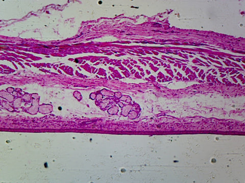 Esophagus Epithelium; Cross Section by Go Science Crazy