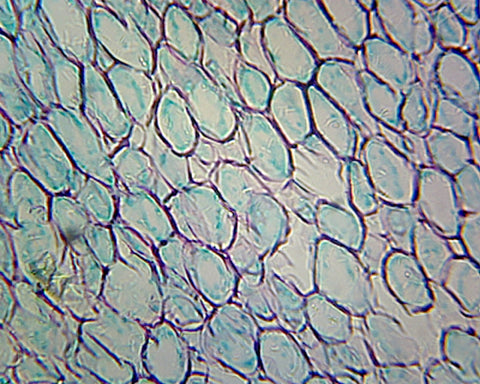 Iris Root; Typical Monocot Root; Cross Section by Go Science Crazy