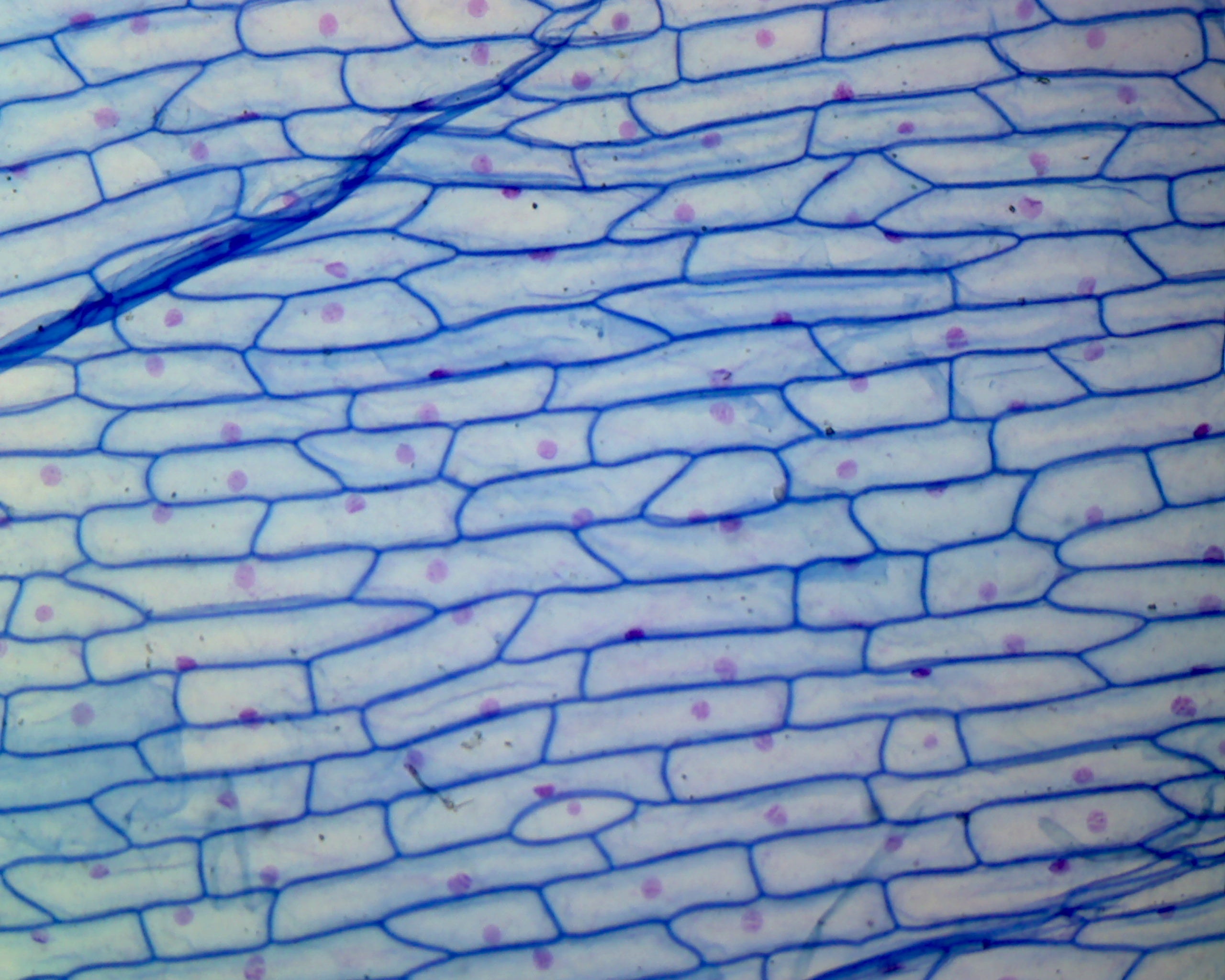 Onion Bulb Epidermis; Whole-mount by Go Science Crazy