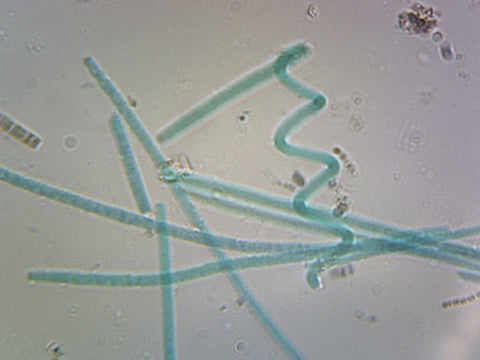 Oscillatoria; Filamentous Bacteria; Shows Simple Unbranched Filaments; Whole-mount; FS&FG stain by Go Science Crazy