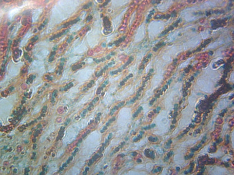 GSC International PS0303 Nostoc; Showing Filaments and Sheaths; Cross Section; FS&FG Stain