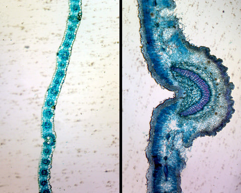 GSC International PS0033 Monocot (Lilium) and Dicot (Sedum) Leaf Epidermis Comparison; Whole-mount