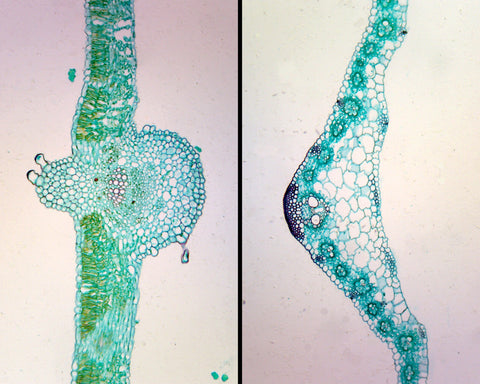 GSC International PS0011 Monocot and Dicot Leaf Comparison; Cross Section