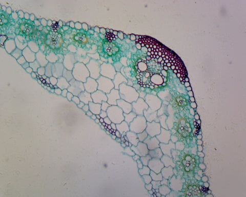 Zea Mays (Corn) Leaf; Cross Section by Go Science Crazy